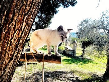Sheep grazing on field