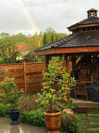 Potted plants outside building