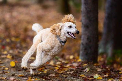 Dog running on field during autumn