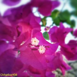 Close-up of pink flowers