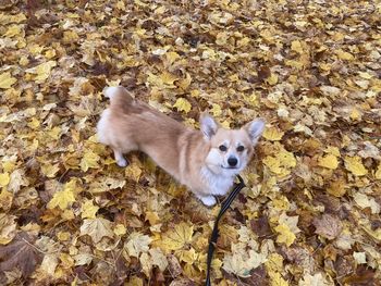 Welsh corgi pembrok