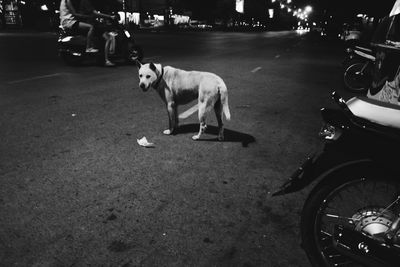 Dog on road at night