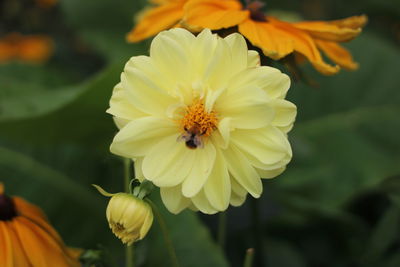 flowering plant