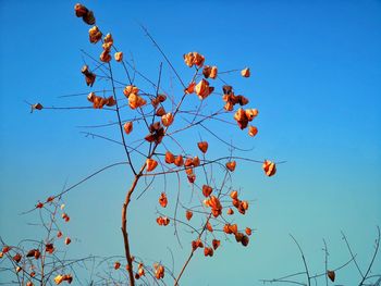 Low angle view of orange tree against blue sky