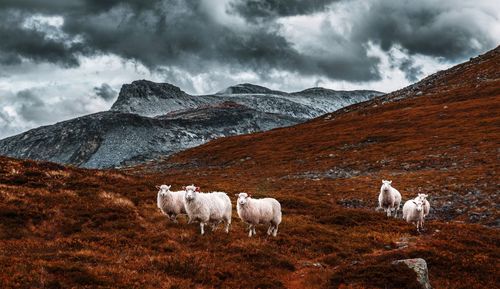 Sheep on snow covered mountain against sky