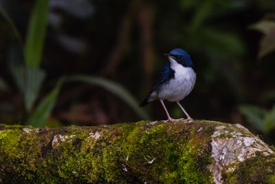 Close-up of bird perching on rock