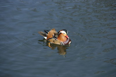 High angle view of duck swimming on lake