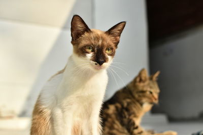 Close-up portrait of a cat at home