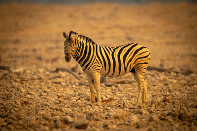 Plains zebra stands among rocks turning head