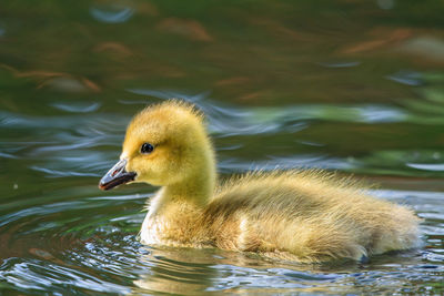 Duckling swimming in lake