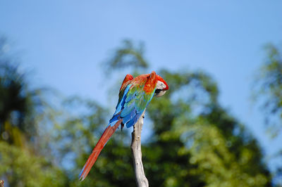 Low angle view of parrot perching on tree against blue sky