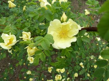 Close-up of white flowering plants