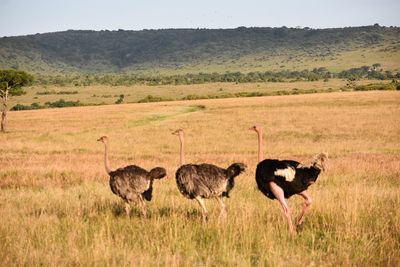 Ostriches  standing in a field