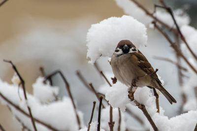 Low angle view of bird perching on snow