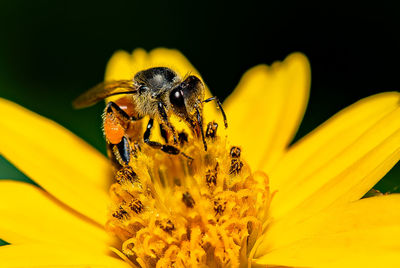 Close-up of honey bee pollinating yellow flower
