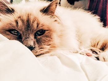 cat