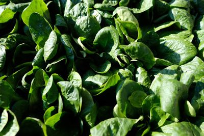 Full frame shot of fresh green plants