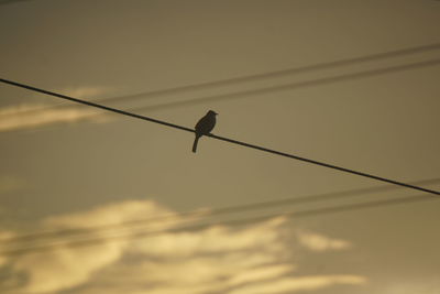 Silhouette bird perching on cable against sky during sunset