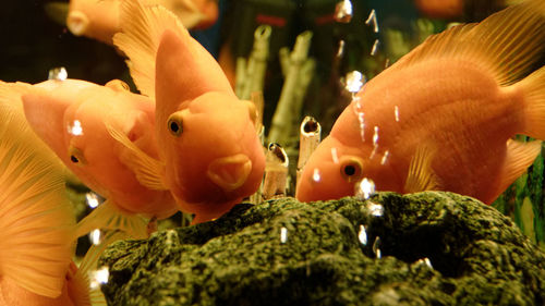 Close-up of fish in aquarium