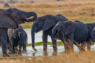 View of elephant drinking water