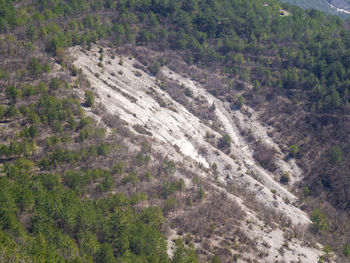 High angle view of plants growing on mountain