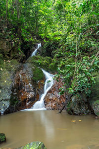 Stream flowing through rocks in forest