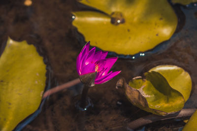 High angle view of pink water lily blooming in pond