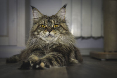 Portrait of cat sitting on floor at home