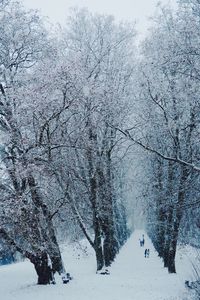 Close-up of snow covered tree against sky