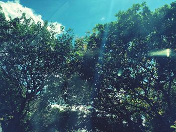 Low angle view of trees in forest against sky