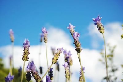 Close-up of purple flowers