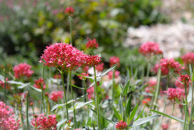 Close-up of pink flowers