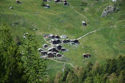 High angle view of cows on grassy field