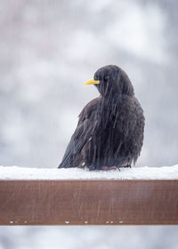 Close-up of bird perching on wood in snow