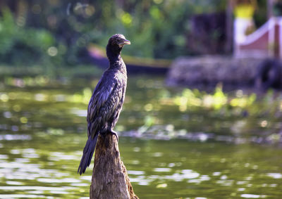 Bird perching on wooden post in lake