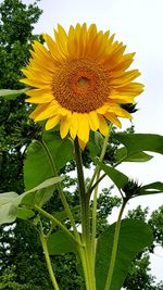 Low angle view of sunflower blooming on field against sky