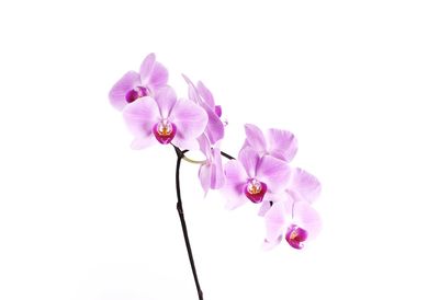 Close-up of flowers over white background