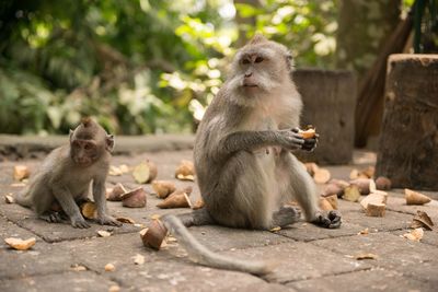 Monkeys sitting outdoors