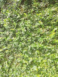 Full frame shot of plants in forest