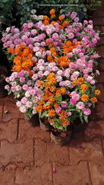 High angle view of flowers blooming on potted plant