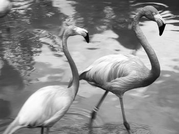 View of duck in lake