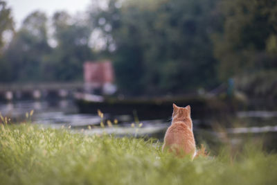 View of a cat on grass