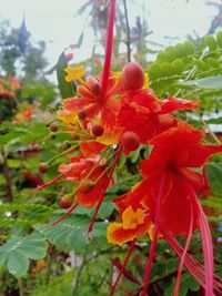 Close-up of red flowering plant