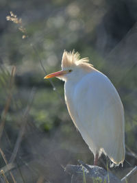 Close-up of bird perching on a flower