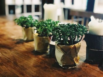 Close-up of potted plant on table