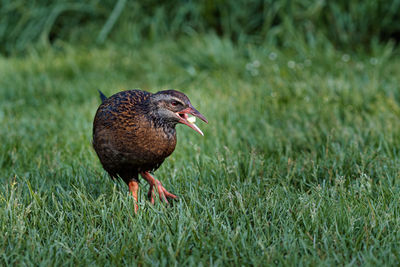 Close-up of a bird on grass