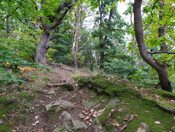 Scenic view of forest