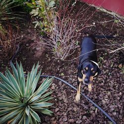 High angle view of dog