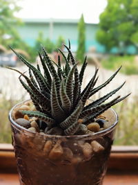 Close-up of cactus in potted plant