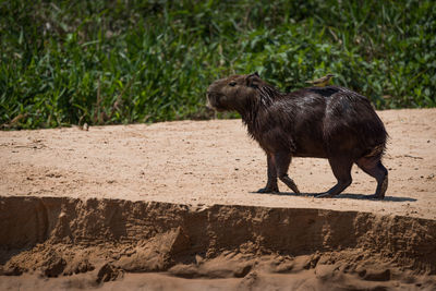 View of a capybara